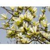 Magnolia Yellow River (3)