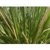 51402 1 metlice trsnata bronzeschleier deschampsia cespitosa bronzeschleier