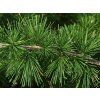 larix