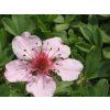 Mochna dolomitová - Potentilla nitida (Balení kontejner p9)