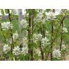 amelanchier alnifolia obelisk p966 9808 image