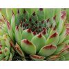 53142 2 netresk vapnomilny bicolor sempervivum calcareum bicolor