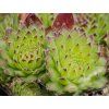 funksii 2