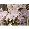 Prunus Amanogawa (2)