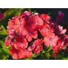 Phlox Orange Perfection