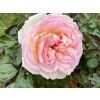 Rose 'Biedermeier®' (Container C2 Verpackung)