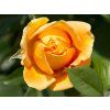 Rose 'Candlelight®' (Container C2)