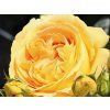 Rose 'Candlelight®' (Container C2)