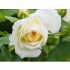 frieden 2