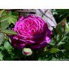Rose 'Heidi Klum Rose®' (Container C2)