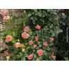 Růže 'Chippendale® Duchess of Cornwall' (Balení speciální balení)