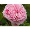 Rose 'Mariatheresia®' (Container C2)