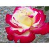 Rose 'Nostalgie®' (Container C2)