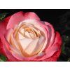 Rose 'Nostalgie®' (Container C2)