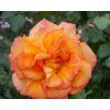 59373 1 ruze sahara