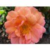 apricola 1