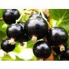 alder
