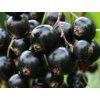 blackcurrant canes (1)