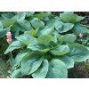 Bohyška 'Elegans' - Hosta sieboldiana 'Elegans' (Balení kontejner C2)