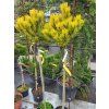 Pinus mugo 'Carsten' (1)