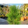 Pinus Green Tower (3)
