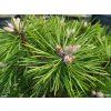 Pinus nigra 'Agnes Bregeon' (3)