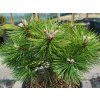 Pinus nigra 'Agnes Bregeon' (2)