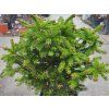 Picea abies 'Barryi' (2)