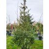 Picea abies 'Aurea Magnifica' (4)
