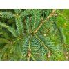 Picea abies 'Aurea Magnifica' (3)