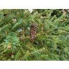 Picea abies 'Aurea Magnifica' (1)