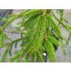 Picea abies 'Finedonensis' (4)