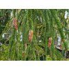 Picea abies 'Virgata' (4)
