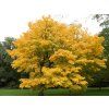 lutea3