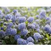 76932 2 repens