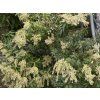 77004 2 Pieris Japanisch
