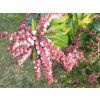 77004 1 pieris japonsky