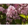 Syringa Palibin (2)