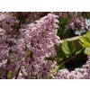 Syringa Palibin (3)
