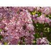 Syringa Palibin (1)