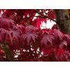Acer palmatum Fireglow (1)
