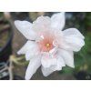 79845 magnolie pink beauty