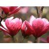 rose marie2