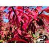 Euonymus Chicago Fire 6 1 e1665164971706 768x1024