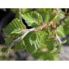 fagus