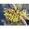 Hamamelis Yamina