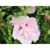 pink shifon 1