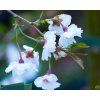 Prunus Hally Jolivette