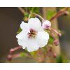 Prunus Hally Jolivette2