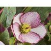 86702 2 rosado